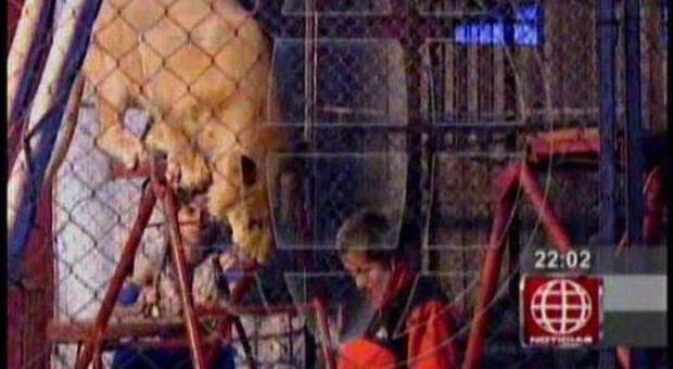 Choc al circo: professoressa entra nella gabbia del leone, l'animale la attacca