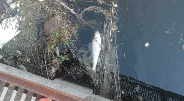 La moria di pesci nel canale Vela