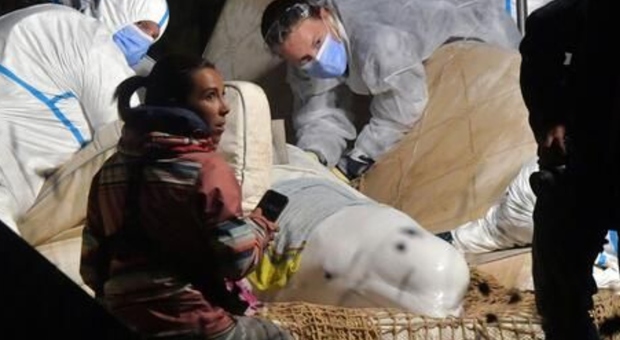 Il beluga intrappolato nella Senna è morto: inutili le operazioni di soccorso