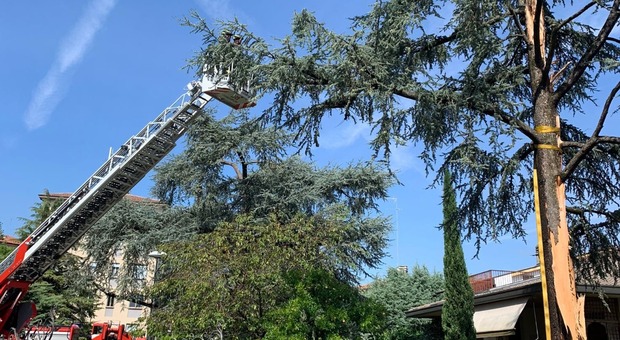 Maltempo a Treviso, fulmine si abbatte su un albero di 12 metri e lo squarcia