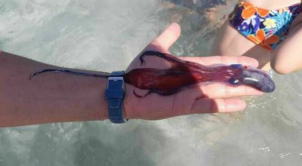 Nelle acque pugliesi meduse, polpi-seppia e barracuda