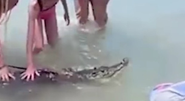 Va in spiaggia con un coccodrillo al guinzaglio: arrestato Video