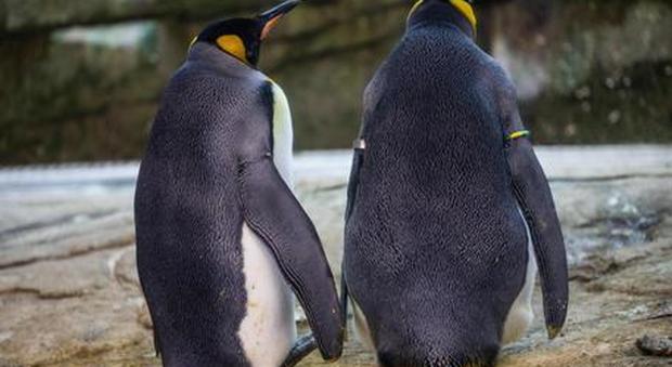 Coppia di pinguini gay adotta un uovo abbandonato allo zoo di Berlino