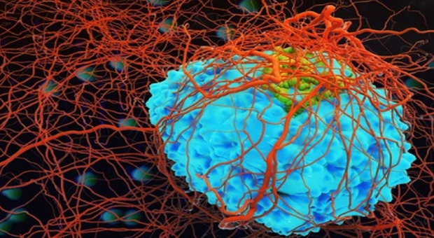 Tumori, lo studio sul virus dell'herpes: così distrugge le cellule cancerose