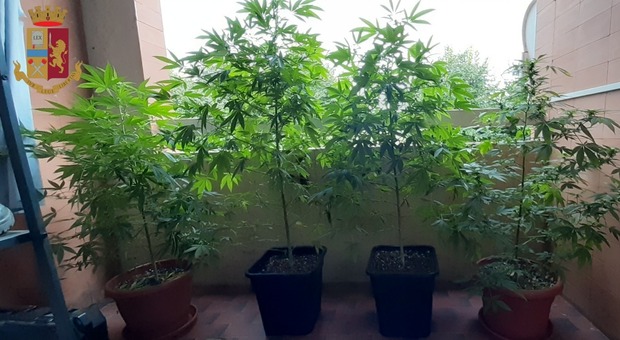 Con i cannocchiali vedono le piante di marijuana, anche altra droga in casa di un ventenne