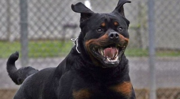 Il cane corso azzanna gli addestratori: grave una ragazza, arriva l'eliambulanza Il cane corso azzanna gli addestratori: grave una ragazza, arriva l'eliambulanza
