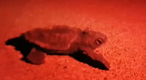 Lo spettacolo delle baby-tartarughe, 50 nascono nel resort di lusso