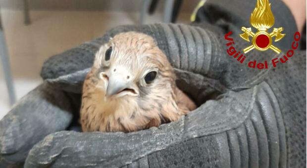 Falco grillaio caduto dal nido: messo in salvo dai vigili del fuoco