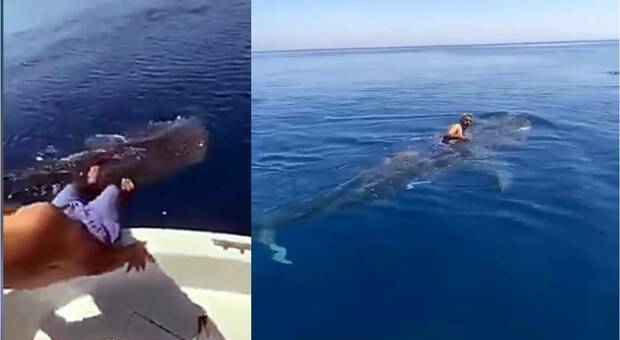 Cavalca lo squalo balena nel bel mezzo del Mar Rosso. Polemiche. (immagini e video diffusi da Gulf Today su Fb) Cavalca lo squalo balena nel bel mezzo del Mar Rosso. Polemiche. (immagini e video diffusi da Gulf Today su Fb)