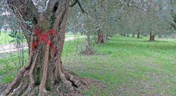 Xylella, il ministro Martina a Bruxelles: presentata l'idea di un piano d'azione Xylella, il ministro Martina a Bruxelles: presentata l'idea di un piano d'azione