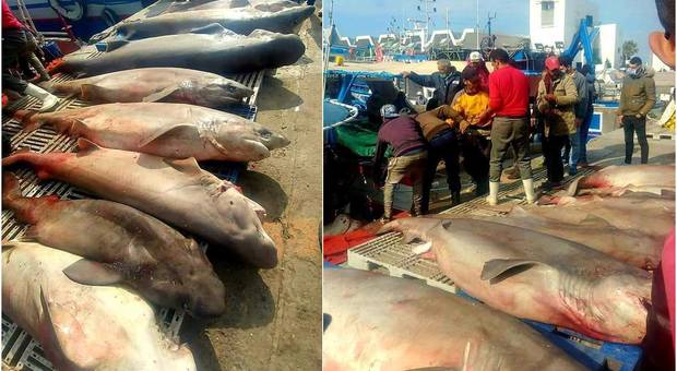 Alcune delle decine di grossi squali catturati dai pescatori in Tunisia (immagini pubblicate dal sito di informazione Tuniplus su Fb) Alcune delle decine di grossi squali catturati dai pescatori in Tunisia (immagini pubblicate dal sito di informazione Tuniplus su Fb)