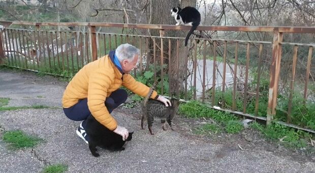 Volontari cercasi per aiutare Gianfranco Volpe che salva i gatti dalla strada