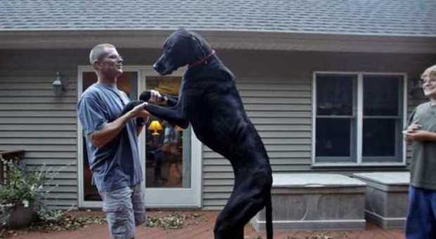 Morto Zeus Il Cane Più Alto Del Mondo Misurava 218 Cm Aveva Sei Anni Foto 2146