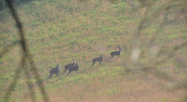 Una famiglia di caprioli a spasso per la campagna nel Senigalliese Una famiglia di caprioli a spasso per la campagna nel Senigalliese