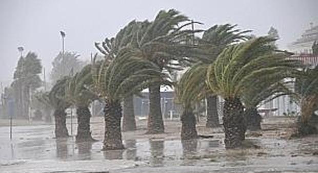 Le palme della Riviera spazzate dal vento
