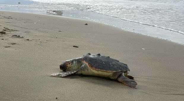 L'appello per salvaguardare la nidificazione delle tartarughe caretta caretta