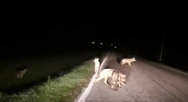 Cinque lupi vengono avvistati in via Santa Veneranda: cresce la preoccupazione dei residenti