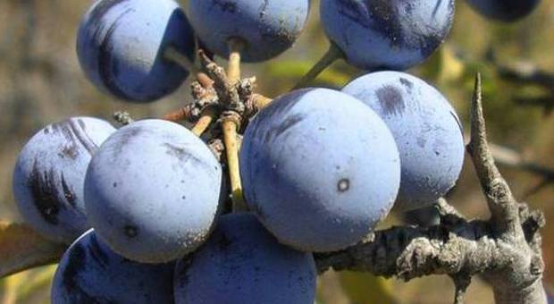 Da un arbusto del Molise la miscela che uccide i tumori: i primi campioni pronti per i malati