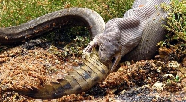 Pitone mangia un coccodrillo intero: le incredibili immagini