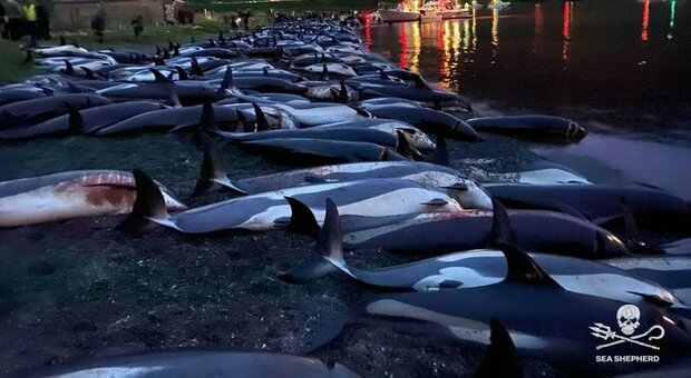Delfini, la mattanza alle isole Faroe: branco di 1500 esemplari (cuccioli compresi) massacrati per tradizione