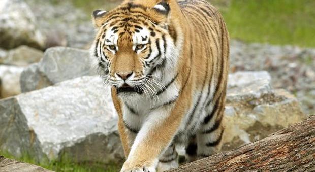 Tigre attacca e uccide dipendente dello zoo di Zurigo Tigre attacca e uccide dipendente dello zoo di Zurigo