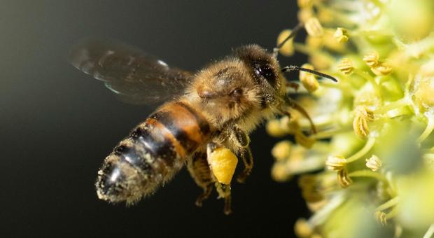 L'ape più grande al mondo non si è estinta: ritrovata dopo 38 anni, è lunga quanto un pollice