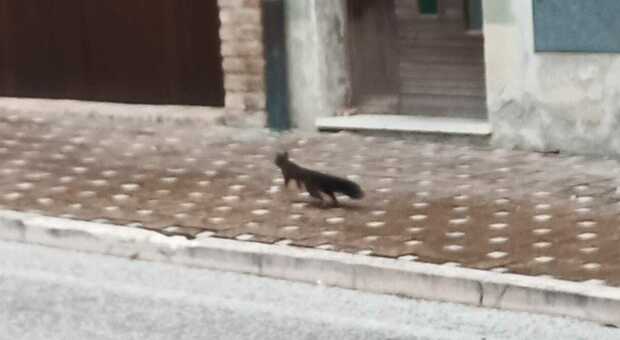 Che sorpresa: gli scoiattoli hanno trovato casa nel centro di Mondolfo. Sempre più frequenti gli avvistamenti