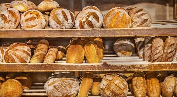 Pasta, pane e biscotti più cari: scoppia la guerra del grano