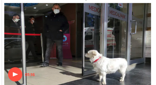 Il padrone è ricoverato, il cane lo aspetta per una settimana fuori dall'ospedale. L'amicizia che commuove