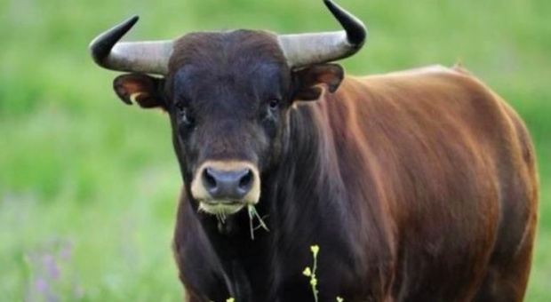 Caccia al toro in fuga dal centro veterinario: ha ferito un volontario