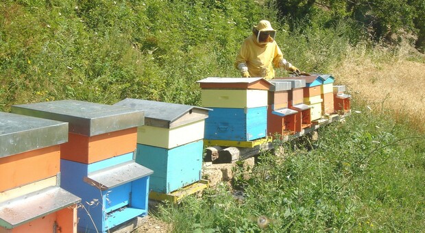 Nelle Marche le produzioni di miele azzerate o dimezzate a causa della siccità. «Stremate dal caldo, nutrite con soluzioni zuccherine»