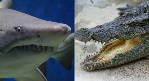 Coccodrillo VS squalo: i due bestioni si fissano, poi uno dei due scappa IL VIDEO DELLA SFIDA