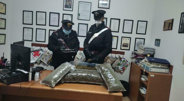 Operazione antidroga dei carabinieri, il fiuto di Ron fa scovare 60 chilogrammi di marijuana: due arresti