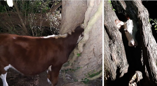 La mucca resta incastrata in un albero: l'incredibile salvataggio dei vigili del fuoco