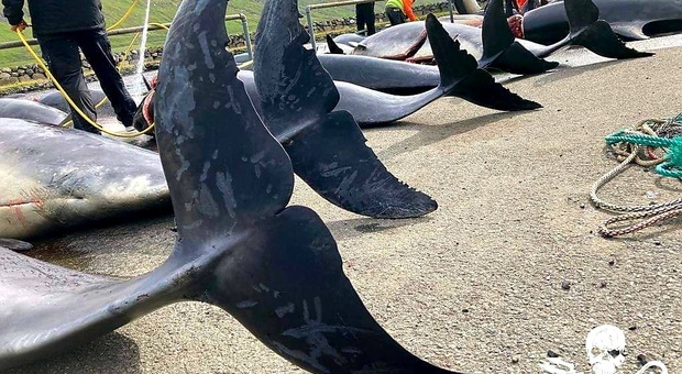 Cento delfini uccisi alle Faroe, è il più grande massacro da oltre un secolo. «Una femmina era incinta»