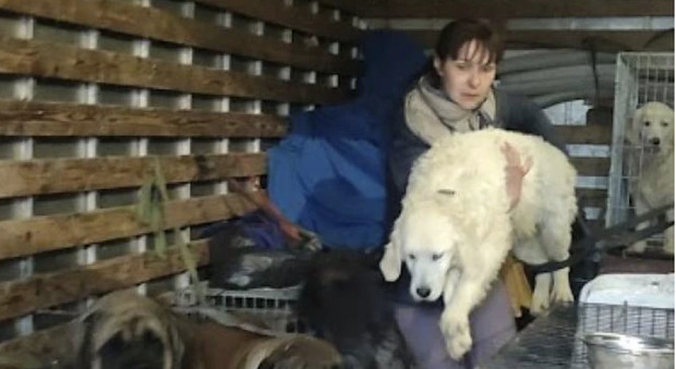 In fuga dall'Ucraina: Liuba arriva in Italia con i suoi 19 cani FOTO