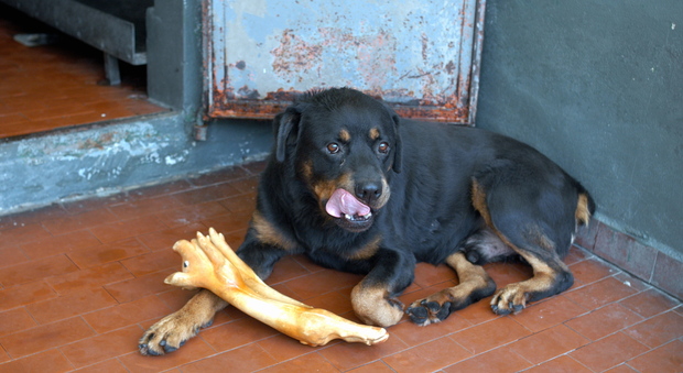 Un cane rottweiler Un cane rottweiler