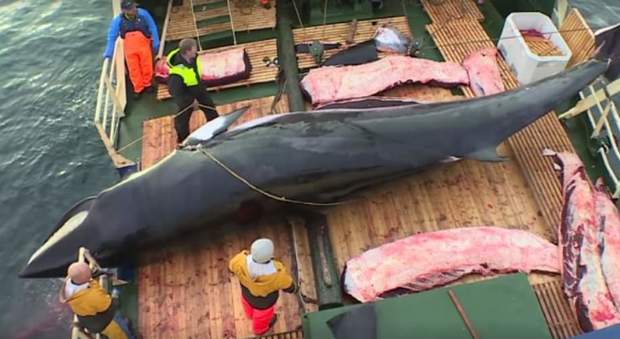 La Norvegia riprende la caccia alle balene (immag pubblicata dall'associaz ambientalista C'est assez su Fb) La Norvegia riprende la caccia alle balene (immag pubblicata dall'associaz ambientalista C'est assez su Fb)