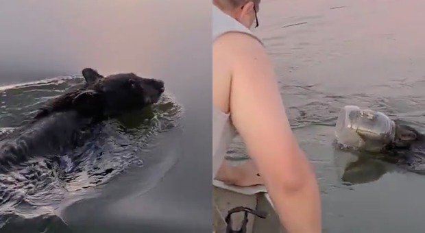 Il giovane orso nuota con il fusto di plastica sul muso: salvato da una famiglia, il video è virale