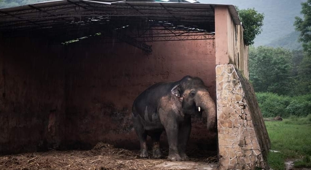 Kavaan, l'elefante più solo del mondo, sarà finalmente trasferito in un santuario dove avrà compagnia (immagini da Four Paws Int su Fb) Kavaan, l'elefante più solo del mondo, sarà finalmente trasferito in un santuario dove avrà compagnia (immagini da Four Paws Int su Fb)