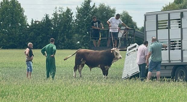 I proprietari tentano di recuperare il toro attraendolo con una mucca (foto del sindaco Eric Pasqualon)