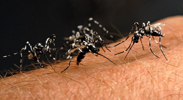 Castelfranco, viaggio in zone infette: contagiato dalla febbre Dengue
