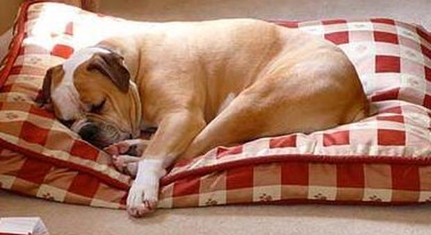 Se Fido scava sul divano, nella cuccia o sul tappeto non ignorarlo: ecco perché Se Fido scava sul divano, nella cuccia o sul tappeto non ignorarlo: ecco perché