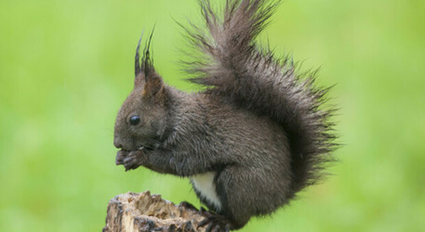 California, al lago Tahoe è allarme peste per gli scoiattoli: fino a venerdì aree chiuse