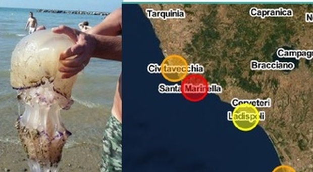 Meduse invadono le spiagge: turisti in fuga, ecco dove sono la mappa in tempo reale