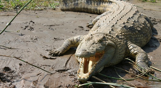 Pastore attaccato e ucciso da un coccodrillo durante un battesimo nel lago