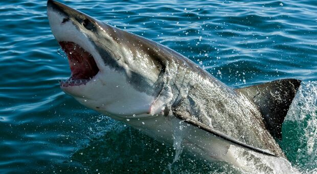 Australia choc, squalo di 4 metri divora un uomo. I testimoni: «Scena horror»