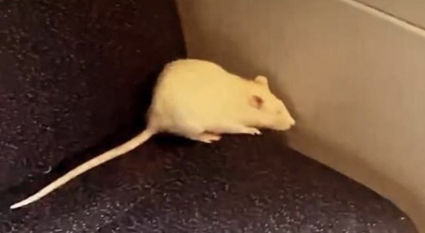 Un “passeggero" insolito sul treno Regionale: spunta un topo bianco fra i sedili FOTO