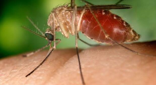 In Spagna è allarme per "la febbre da Nilo" una infezione dovuto alle punture di zanzare. Morta una donna di 73 anni