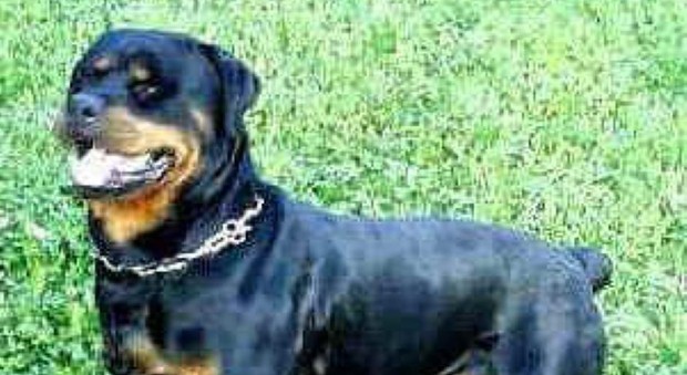 Milano, bimbo azzannato alla testa da un rottweiler: è gravissimo Milano, bimbo azzannato alla testa da un rottweiler: è gravissimo